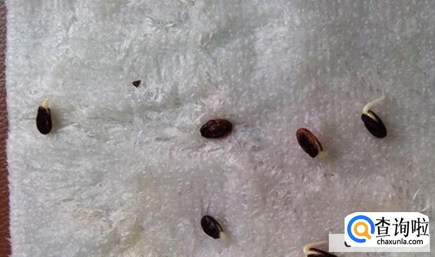 西瓜催芽方法与步骤有哪些