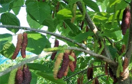 家里有桑树该如何处理