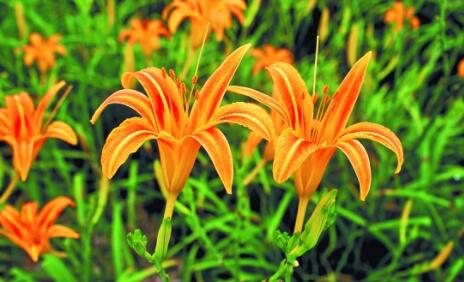 忘忧草花语是什么