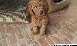 泰迪才两个月要怎么养活