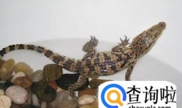 小鳄鱼如何养殖