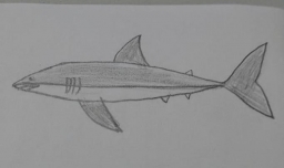 大白鲨怎么画出来？