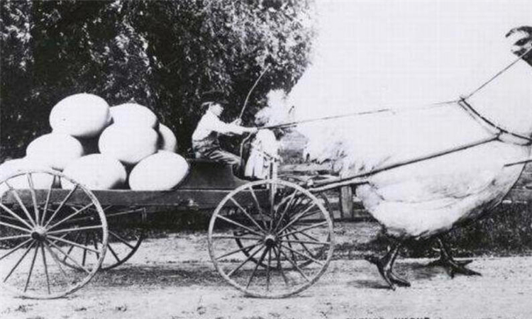 浮夸是什么意思