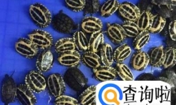 新手如何养石龟苗