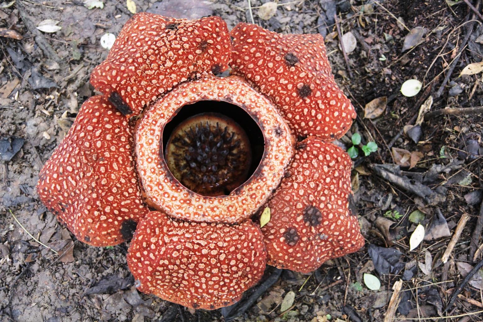 为什么大王花有臭味