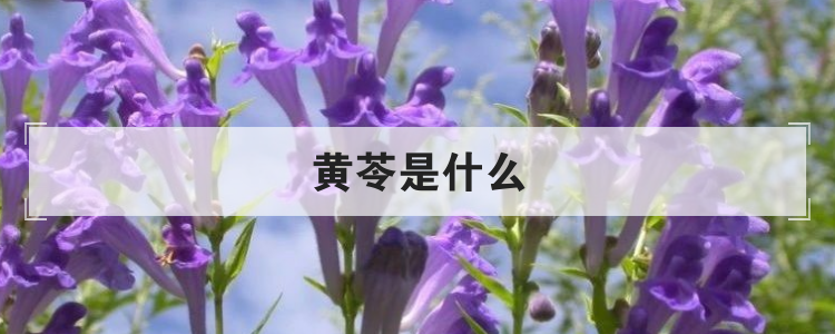 黄苓是什么