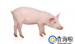 猪得了猪瘟怎么办？