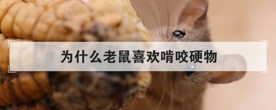 为什么老鼠喜欢啃咬硬物