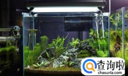 小鱼缸造景怎么摆石头