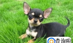 吉娃娃发烧怎么办,吉娃娃发烧的注意事项