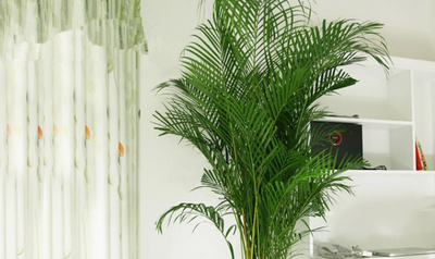 室内湿度80要除湿吗