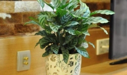 孔雀竹芋怎么浇水