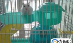 仓鼠好养吗？怎样科学养仓鼠？
