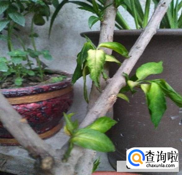 腊梅叶子发蔫了处理方法