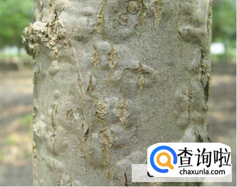 怎么防治杨树干枯病