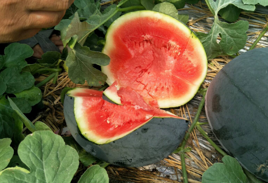 西瓜的品种有哪些