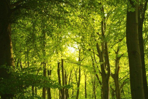 茂盛的近义词是什么