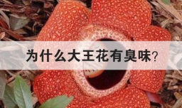 为什么大王花有臭味
