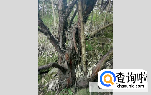 怎么能让龙须树分叉