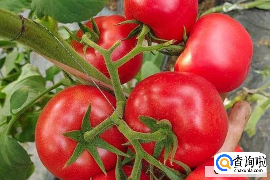 疏通血管的食物有哪些