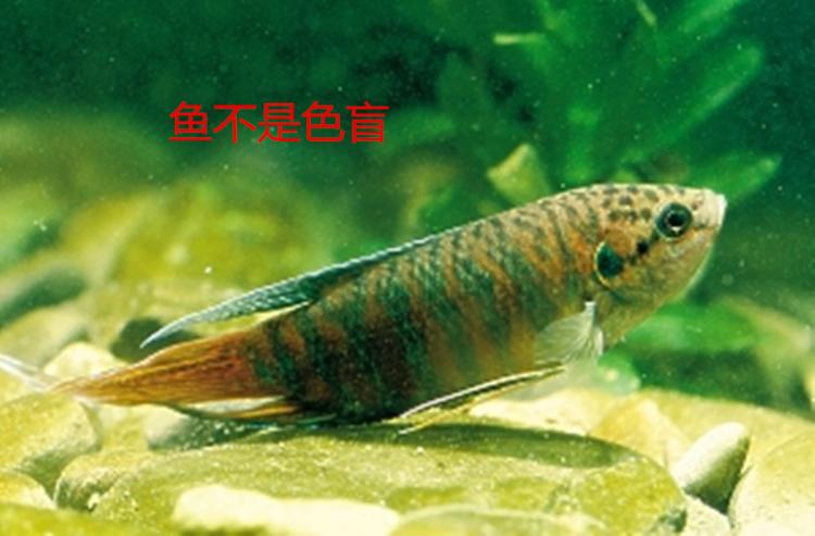 鱼是不是色盲