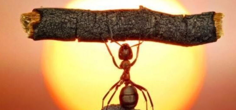 功夫不负有心人的意思是什么