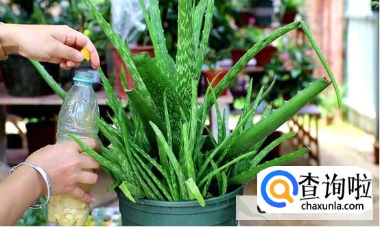 怎样养好芦荟合适