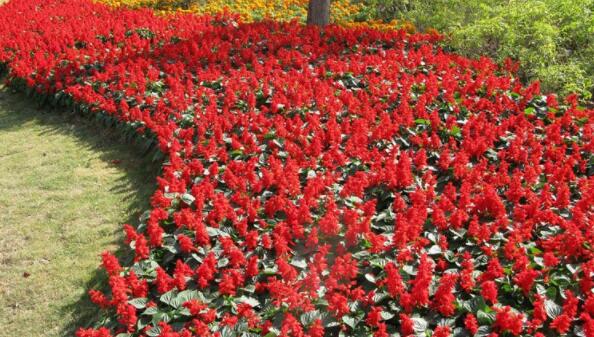 冬天开的花有哪些