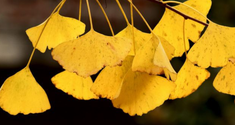 中国银杏之乡指的是哪里