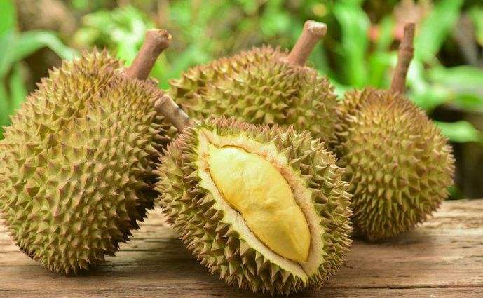 没开口的榴莲晒太阳熟得快吗