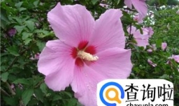 木槿花的栽培方法