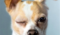 怎样给狗狗制作可爱的表情包照片？