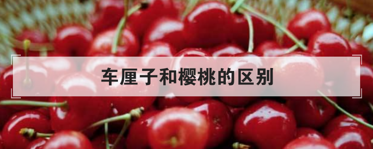 车厘子和樱桃的区别
