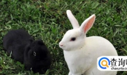 养兔子发抖怎么办