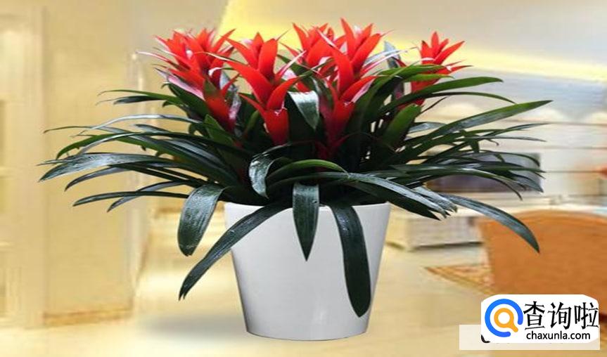 大花红星怎么养比较合适