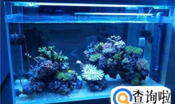 如何选购鱼缸，什么样的鱼缸和过滤好