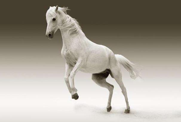 为什么马有一张大长脸