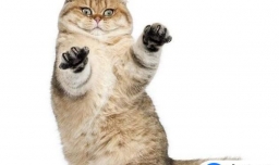 猫咪便血吃什么药