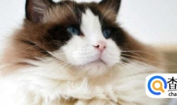 怎么消灭猫蚤、猫虱