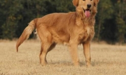 训练金毛叼东西三个步骤