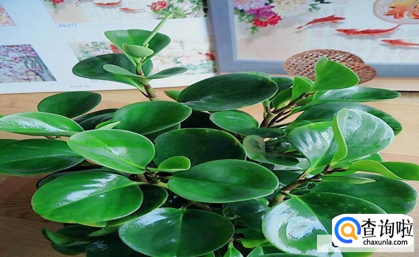 豆瓣绿怎么养合适