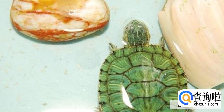 乌龟眼睛肿了睁不开怎么办