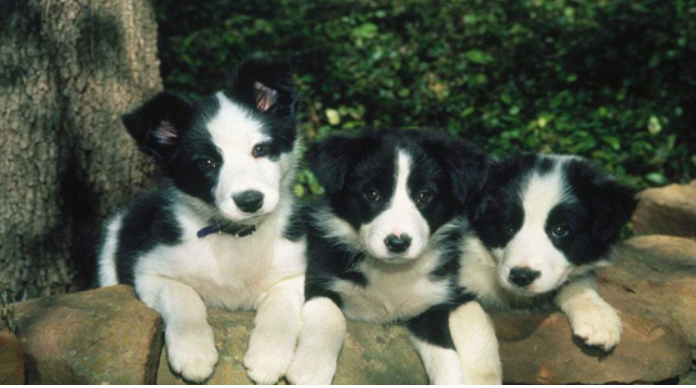 边境牧羊犬怎么训练