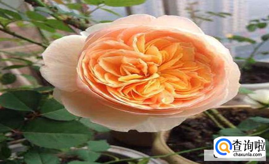 月季盲芽怎么处理较好