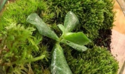 懒人如何DIY一个苔藓瓶