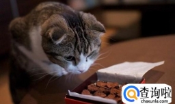 为什么猫狗不能吃巧克力？