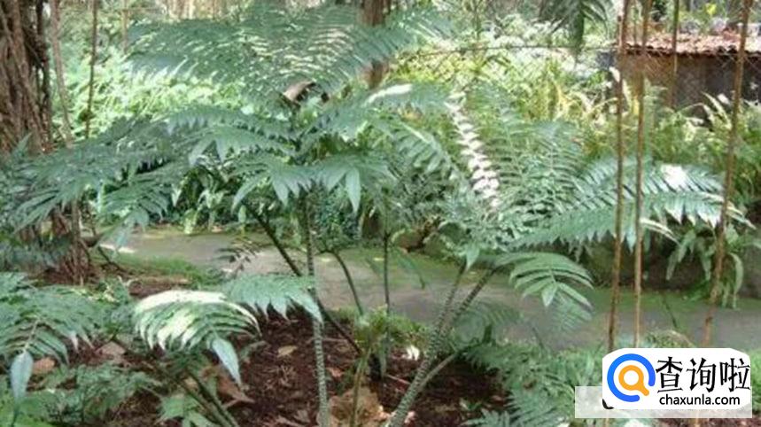 观音莲座蕨的养殖方法有哪些