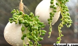 情人泪的养殖的注意事项