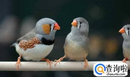 珍珠鸟怎么繁殖快