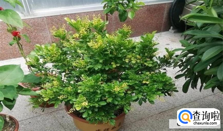 米兰花怎么养才长得比较好